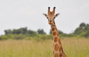 Triste: la jirafa africana se convierte en especie amenazada