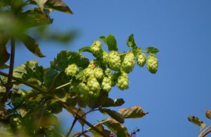 El lúpulo, utilizado para fabricar cerveza, podría disminuir los síntomas del climaterio