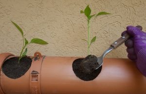 Huerta urbana ¿producir en casa beneficia a la salud y al medio ambiente?