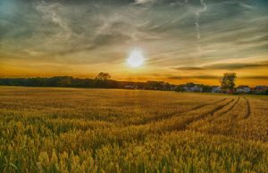 Debate: ¿podremos alimentarnos en 2050 sin destruir el planeta?