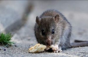 El brote de hantavirus en Argentina: cada año hay cerca de 100 casos registrados