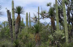 La biodiversidad que nos permite alimentarnos está cada vez más amenazada