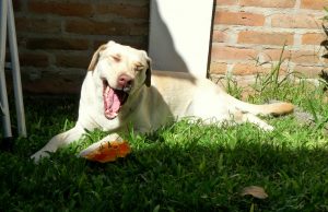 Tener un perro ¿ayuda a tener mejor salud cardiovascular?