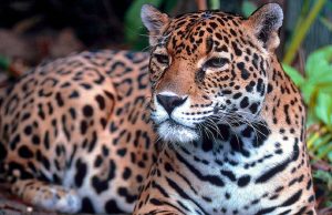 Un millón de especies de animales y plantas salvajes amenazadas por la extinción