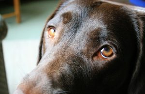 Los perros desarrollaron músculos específicos alrededor de sus ojos para comunicarse mejor con nosotros