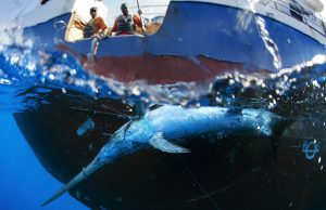 Una víctima marina de la falta de regulación: millones de tiburones mueren a consecuencia de malas prácticas de pesca