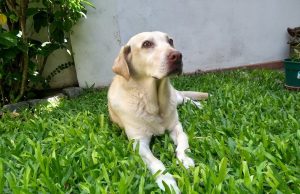 ¿Como interpretan los perros las emociones de sus dueños?