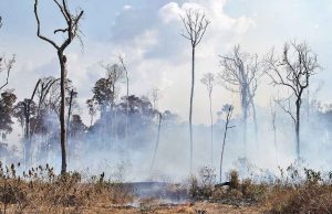 Las ONGs ambientales reclaman un cambio de políticas ecológicas