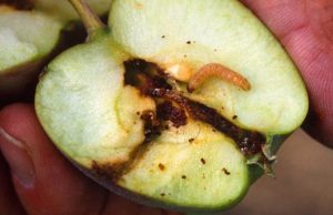 Científicos del INTA investigan bioinsecticidas para combatir la principal plaga de los cultivos de peras y manzanas