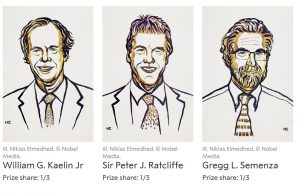 Entender el mecanismo de las células y el oxígeno: premio Nobel de medicina 2019