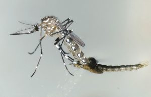 Nuevas cifras esperanzadoras para una vacuna contra el dengue El mosquito aedes aegypti transmite zika, además del dengue y el chikungunya.