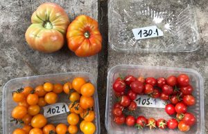 Ingenieros agrónomos argentinos recuperan sabores de los tomates de antaño