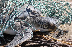 Vida Silvestre invita a adolescentes a tener “Un día verde” desde su casa