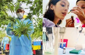 Nueva encuesta ¿cómo ven el uso del cannabis los argentinos? Publicidad de cannabis