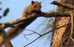 Especies invasoras: la ardilla de vientre rojo, ya se instaló en CABA La ardilla que es una especie invasora.