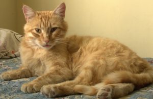 Gatos y perros ¿pueden tener y transmitir coronavirus? Gato en la cama