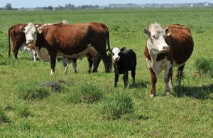 Un consorcio del INTA exportará vacunas de uso veterinario a Perú Una exportación de valor del mundo científico.