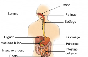 Presentaron una nueva molécula para el tratamiento del “Síndrome de Intestino Corto” Nuestros órganos: el intestitno.