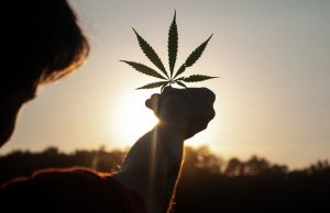 Cannabis: ya no figura en las listas de estupefacientes de ONU como droga “peligrosa” Un nuevo status legal global para el cannabis medicinal.