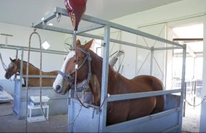 La ANMAT aprobó el suero equino hiperinmune: una opción terapéutica para pacientes internados con Covid-19