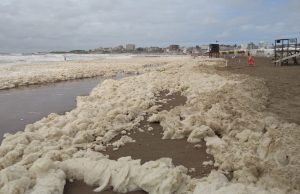 Espuma en la costa de Mar del Plata: ¿cuál es la explicación científica? Explosión de algas en la cossta de Mar del Plata en Argentina.
