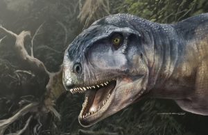 Identificaron una nueva especie de dinosaurio en la Patagonia argentina Llukalkan aliocranianus. Ilustración: Jorge Blanco.