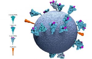 Porqué las vacunas son mucho más que “un generador de anticuerpos” La ciencia sabe que el virus y las vacunas generan varios "tipos" de inmunidades.