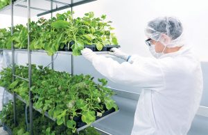Tendencia de salud: vamos hacia medicamentos comestibles y vacunas vegetales Aumenta el interés por los productos farmacéuticos de origen vegetal para uso humano.