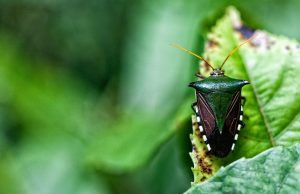 Cambio climático: 100 países se comprometieron a detener la deforestación Acuerdo para frenar la destrucción de la biodiversidad.