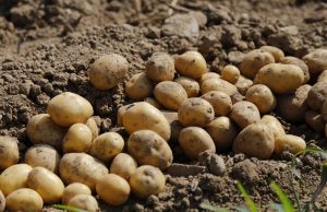 Investigadores argentinos desarrollan una papa que es resistente a la sequía Papas resistentes a la sequía.