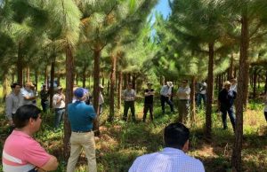 El INTA desarrolló una nueva variedad de pino