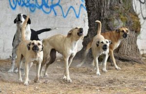 Rabia ¿cómo podemos proteger a nuestra familia y animales de compañía de esta enfermedad? Los perrso descuidados pueden asilvestrarse y volverse agresivos.