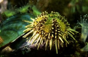 De investigadora a empresaria: cultivar erizos marinos para fabricar productos saludables Erizos de mar para producir antioxidantes y nutraceúticos.