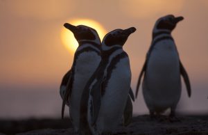 Argentina ya tiene un nuevo parque nacional: Islote Lobos Pinguinos del nuevo Parque Nacional en Argentina.