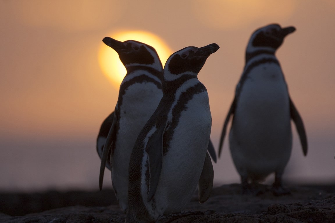 Pinguinos del nuevo Parque Nacional en Argentina.