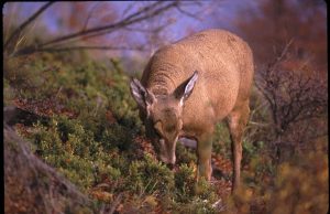 La sobrecacería convirtió al huemul en una especie en peligro de extinción