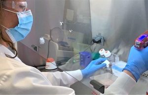 Legionella: advierten sobre un posible aumento de brotes en sitios como hospitales, cruceros y hoteles Asi se investiga el tipo de bacteria