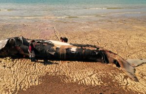 Mortandad de ballenas en Chubut: científicos encuentran la razón de las muertes Científicos piensan que murieron por una toxina generada por un alga.
