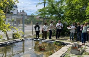 Científicos argentinos ensayan una original estrategia preventiva para combatir el dengue Preservorios. En estos estanques se crían los peces que se alimentan de las larvas de mosquitos Aedes Aegypty. | GZA. FAUBA