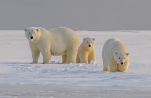 Por qué la biodiversidad es buena para nuestra salud A pesar de tener un nivel de grasa que pondría en peligro la vida de los seres humanos, Los osos polares son inmunes a la diabetes de tipo II. (Unsplash/ Hans-Jurgen-Mager)
