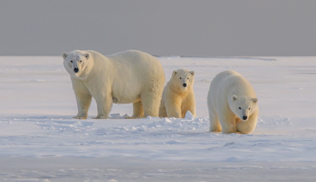 A pesar de tener un nivel de grasa que pondría en peligro la vida de los seres humanos, Los osos polares son inmunes a la diabetes de tipo II. (Unsplash/ Hans-Jurgen-Mager)