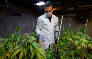 Cannabis medicinal: un estudio del Conicet prueba su efectividad para aliviar el dolor crónico Ensayo. Se logró demostrar que el uso de preparados en base al cannabis ayuda a disminuir el dolor crónico.