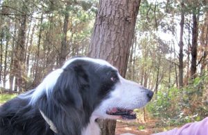 Desarrollan un collar para controlar pulgas, garrapatas y parásitos internos de las mascotas En el 66% de los hogares de la Argentina hay una mascota perruna.