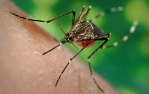 Mosquito responsable del dengue.