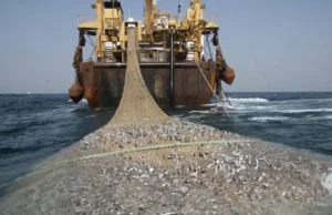 ONGs ecológicas en alerta: denuncian daños ambientales que provocaría la Ley Omnibus en Argentina La sustentabilidad ambiental está en peligro por la Mega-Ley Omnibus | GTZA: Greenpeace