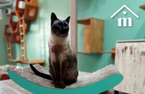 Tendencia: cada vez más argentinos adoptan gatos como sus “compañeros” de familia Más de la mitad de los hogares argentinos tiene un gato como mascota.