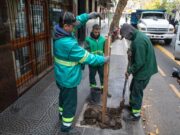 “Plan de Arbolado 2024″ de CABA: expertos sugieren cambios y mejoras Durante este año plantarán 18 mil ejemplares nuevos | GZA: GCBA