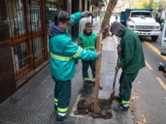 “Plan de Arbolado 2024″ de CABA: expertos sugieren cambios y mejoras Durante este año plantarán 18 mil ejemplares nuevos | GZA: GCBA