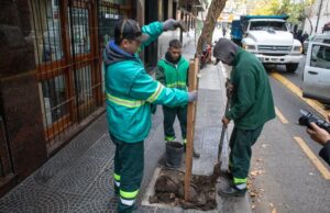 “Plan de Arbolado 2024″ de CABA: expertos sugieren cambios y mejoras Durante este año plantarán 18 mil ejemplares nuevos | GZA: GCBA