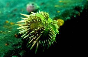 Opinión: como es la articulación estratégica para convertir a Argentina en un país desarrollado ERIZOS. La investigadora Tamara Rubilar trabaja en el Conicet-Cenpat investigando a los erizos de mar. | GZA CONICET